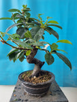 Bonsai Pseudocydonia chinensis