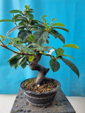 Bonsai Pseudocydonia chinensis