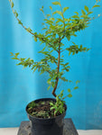 Ulmus minor