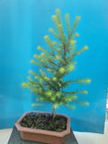 Bonsai Lariks decidua