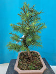 Bonsai Lariks decidua