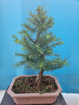 Bonsai Lariks decidua