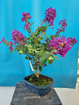 Bonsai lagerstroemia