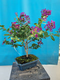 Bonsai lagerstroemia