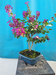 Bonsai lagerstroemia