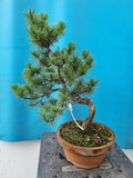 Bonsai Pinus parviflora