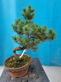 Bonsai Pinus parviflora