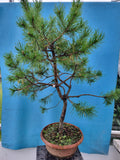 Bonsai pinus sylvestris