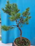 Bonsai pinus sylvestris