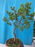 Bonsai pinus sylvestris