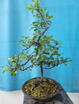 Bonsai Rhamnus of vuilboom