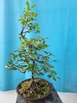 Bonsai Rhamnus of vuilboom