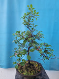 Bonsai Rhamnus of vuilboom