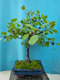 Bonsai Rhamnus of vuilboom