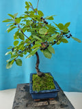 Bonsai Rhamnus of vuilboom