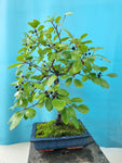 Bonsai Rhamnus of vuilboom