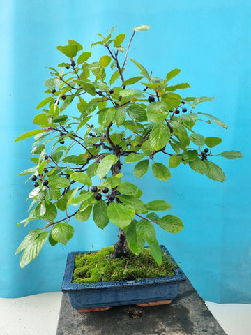 Bonsai Rhamnus of vuilboom