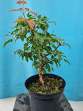 bonsai acer ginnala