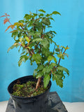 bonsai acer ginnala