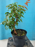 bonsai acer ginnala