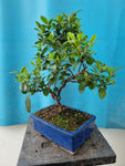 Bonsai escallonia