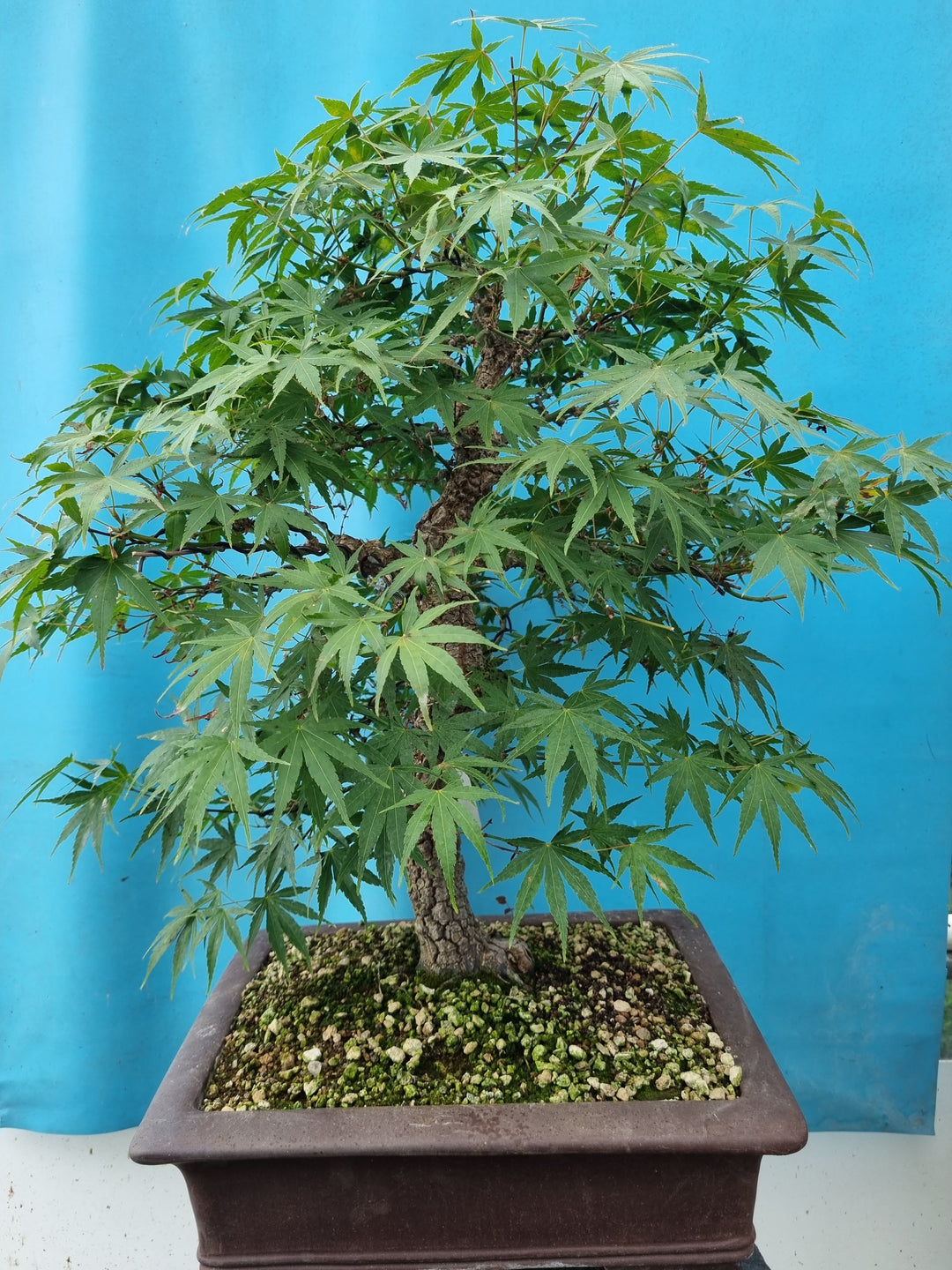 Bims 7mm tot 16mm – Bonsai winkel