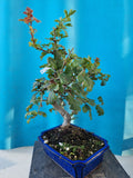 Bonsai boom meidoorn rode bloemen