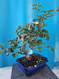 Bonsai boom meidoorn rode bloemen