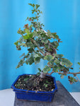 Bonsai boom meidoorn rode bloemen