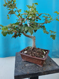 Bonsai boom meidoorn rode bloemen