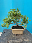 Bonsai serissa foetida bont bladig