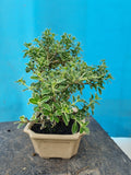 Bonsai serissa foetida bont bladig