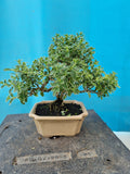 Bonsai serissa foetida bont bladig