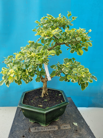 Bonsai durantha repens