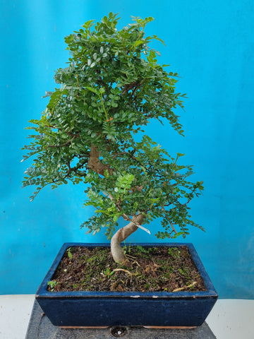 Binnen bonsai Zanthoxylum