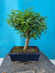 Bonsai Zanthoxylum