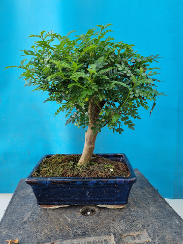 Bonsai Zanthoxylum