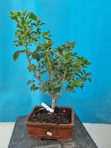 Bonsai enkianthus