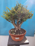 Bonsai Berberis