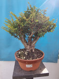 Bonsai Berberis