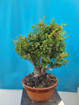 Bonsai Berberis