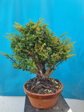 Bonsai Berberis