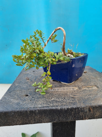 Bonsai lonicera