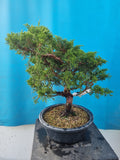 Bonsai Juniperus chinensis itoigawa