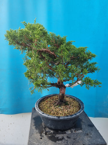 Bonsai Juniperus chinensis itoigawa