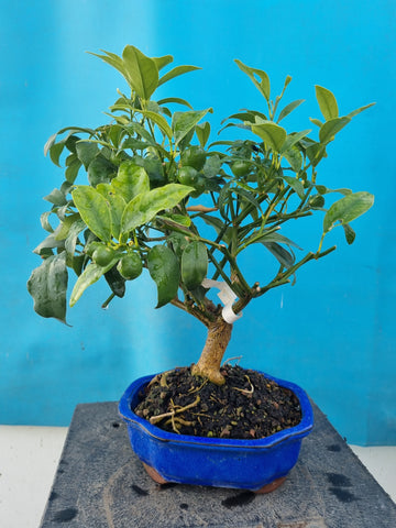 Bonsai boom Citrus kumquat