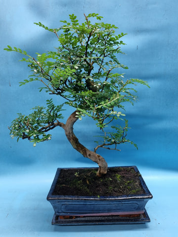 Binnen bonsai Zanthoxylum