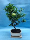 Bonsai Citrus myrtifolia mandarijn