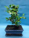 Bonsai carmona