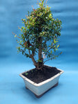 Bonsai punica granatum